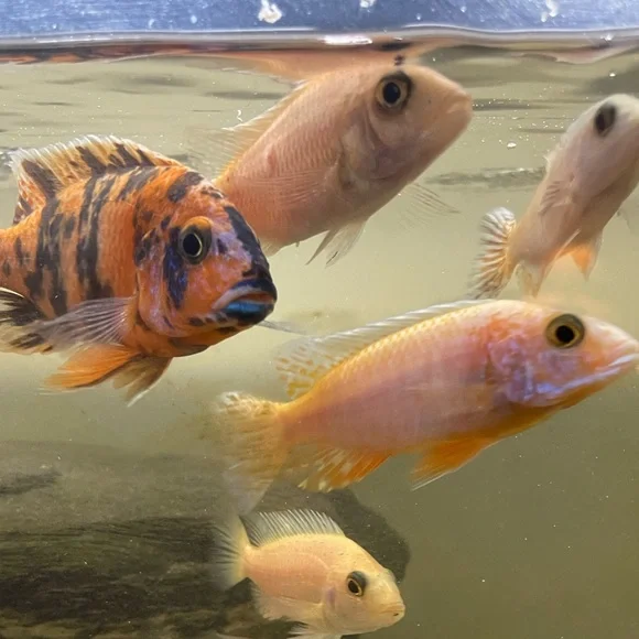 💜 - Picture 3 of 6